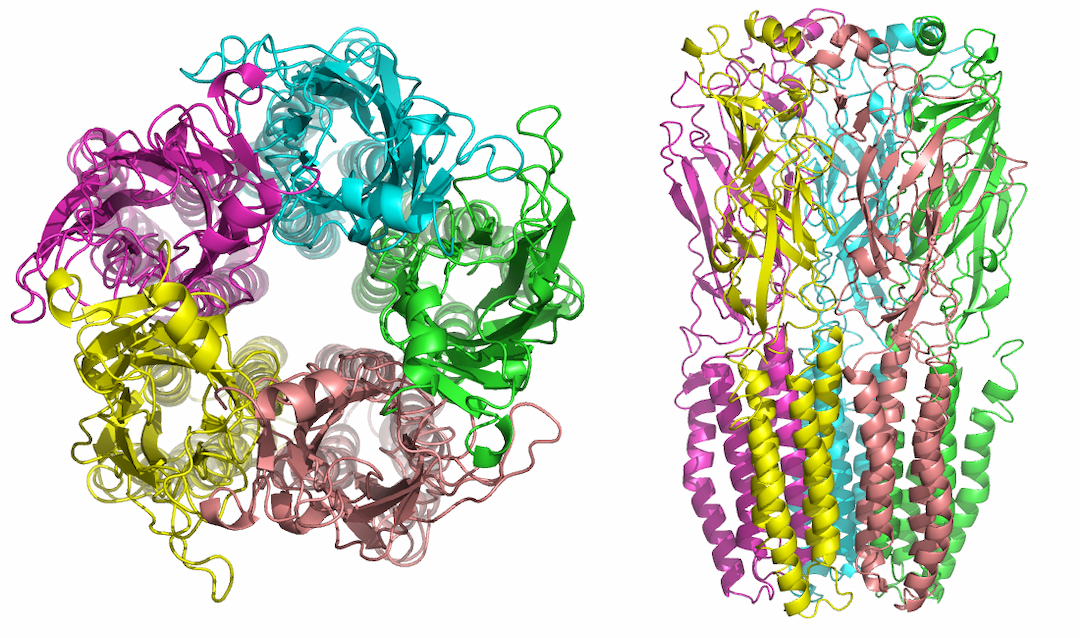 Acetylcholine receptor - Wikipedia