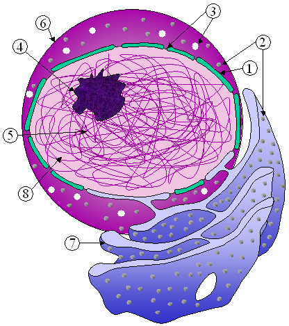 Noyau (biologie) — Wikipédia