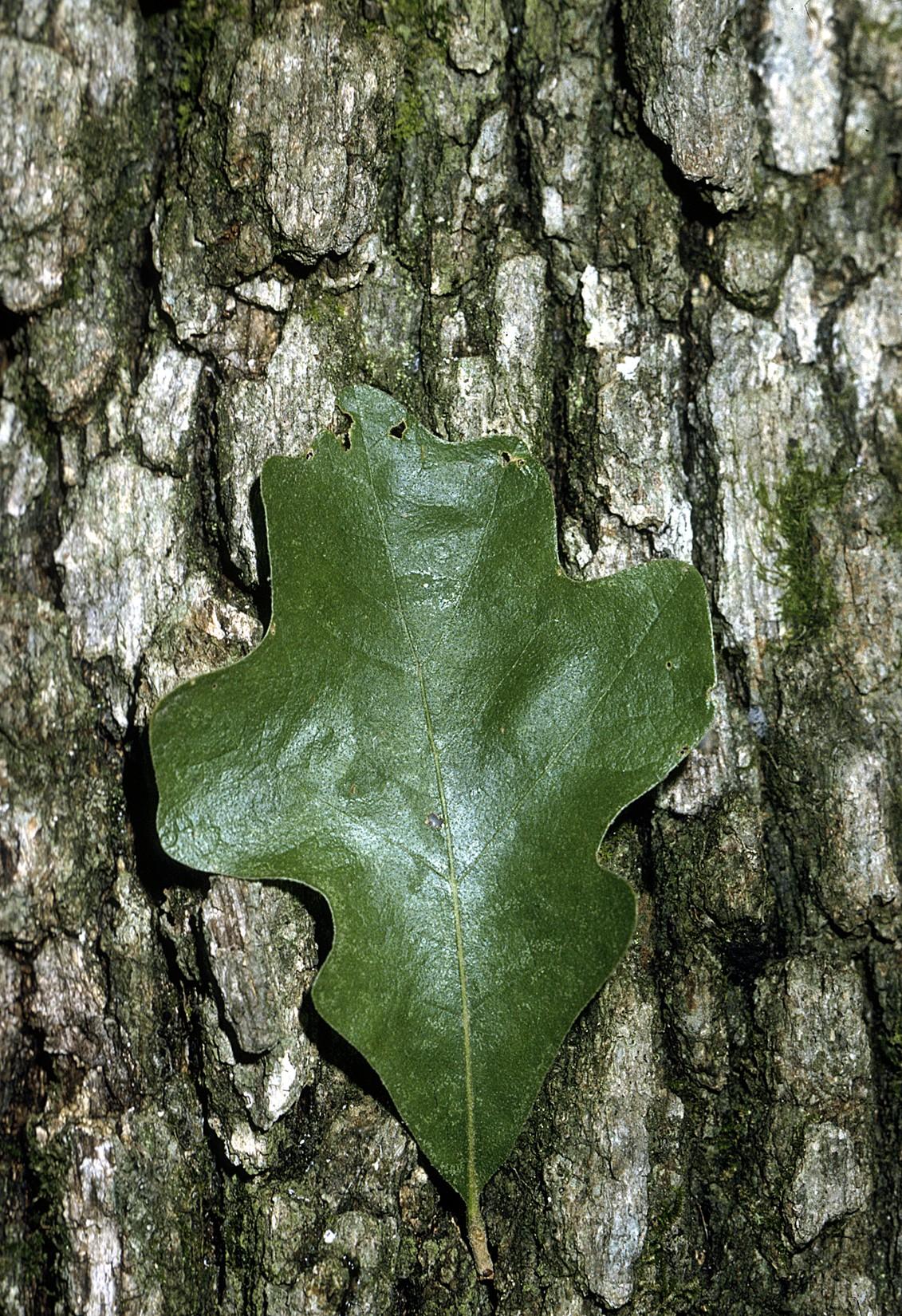 Quercus stellata — Wikipédia