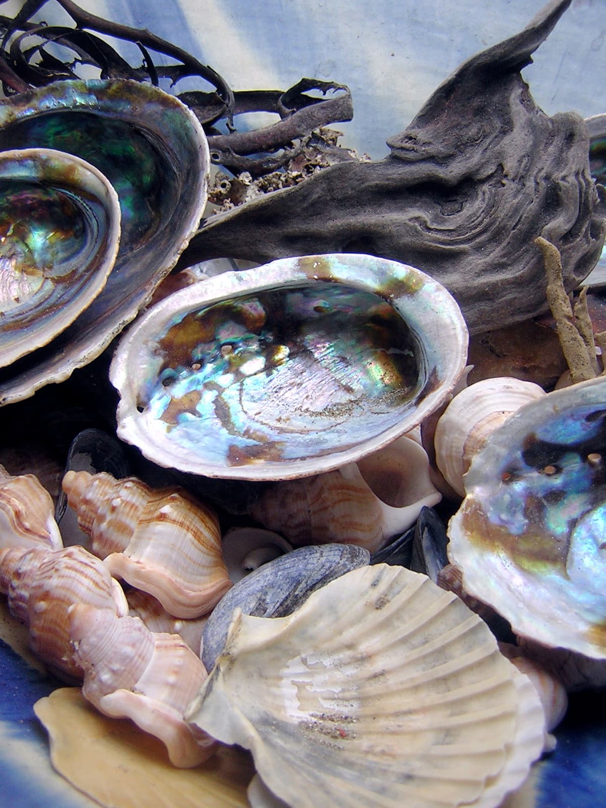 Coquille (mollusque) — Wikipédia