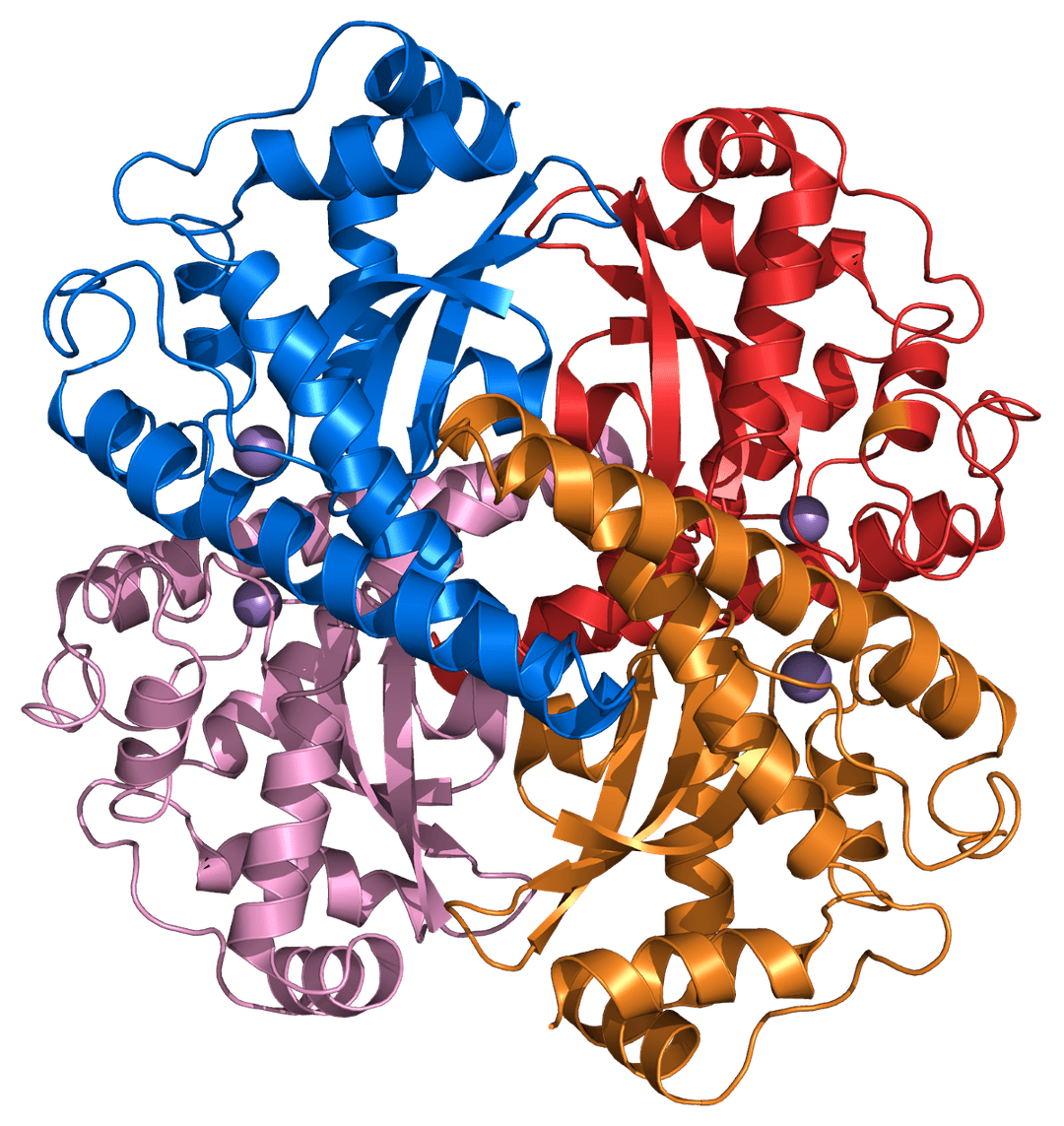 Superoxyde dismutase — Wikipédia