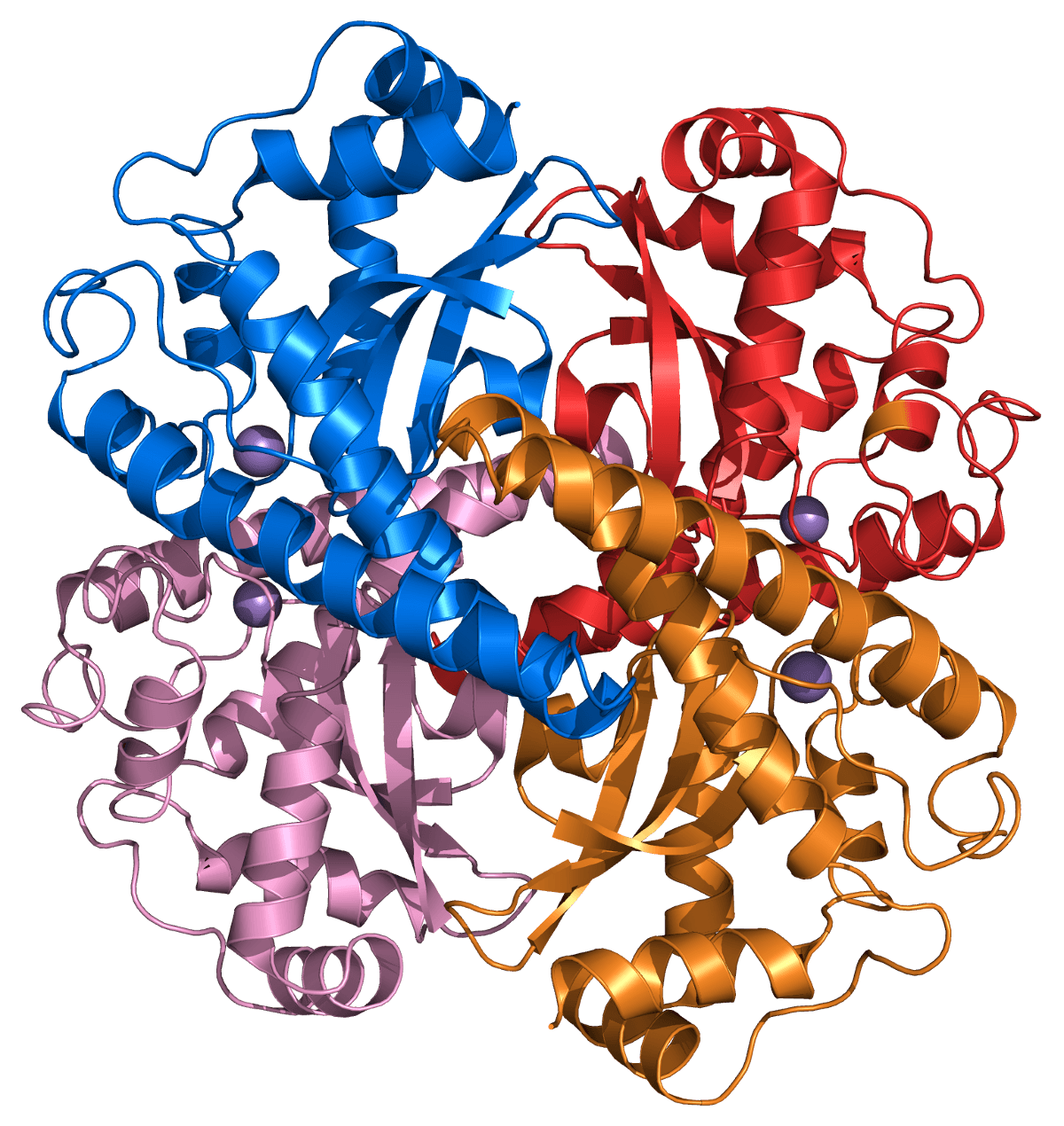 Superoxyde dismutase — Wikipédia