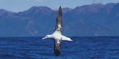 Oiseau de mer — Wikipédia