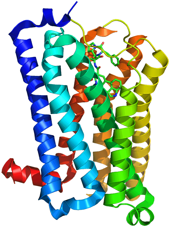 5-HT receptor - Wikipedia