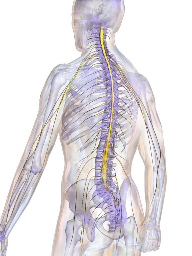 Spinal cord - Wikipedia