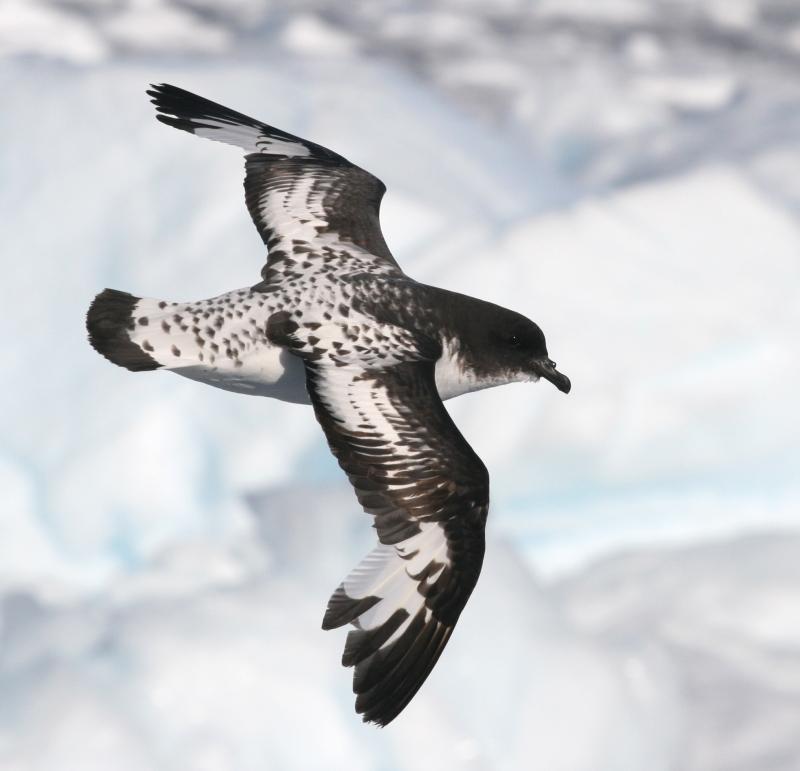 Procellariidae - Wikipedia