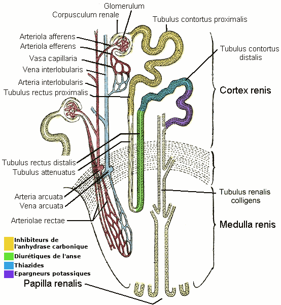 Diurétique — Wikipédia