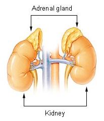 Adrenal insufficiency - Wikipedia