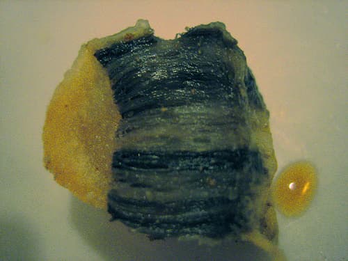 Lard de mammifère marin — Wikipédia