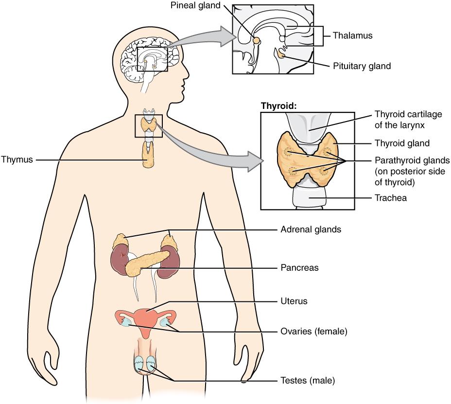 Endocrine gland - Wikipedia