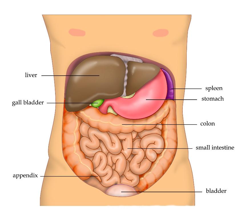 Liver - Wikipedia