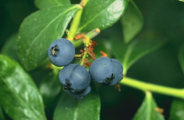 Blueberry - Wikipedia