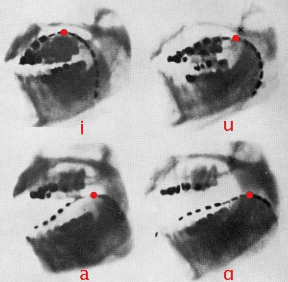 Cardinal vowels - Wikipedia