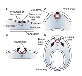 Neural crest - Wikipedia