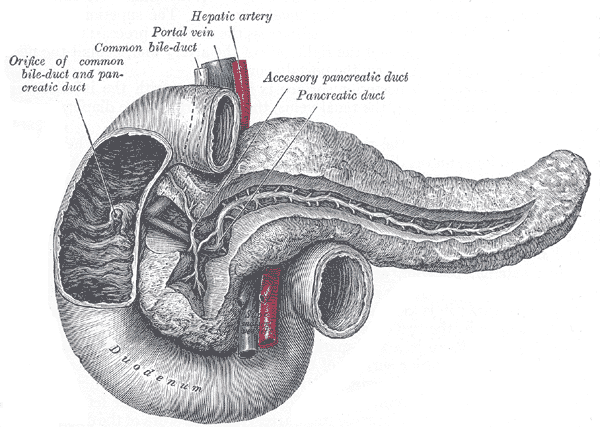 Pancreatic duct - Wikipedia