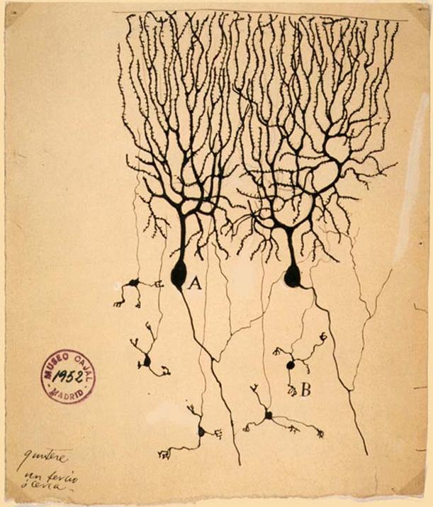 Neurosciences — Wikipédia