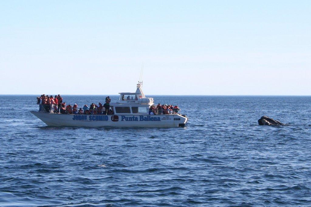 Observation des baleines — Wikipédia