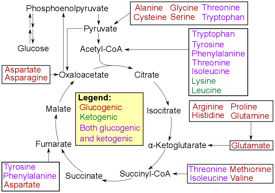 Ketogenic amino acid - Wikipedia