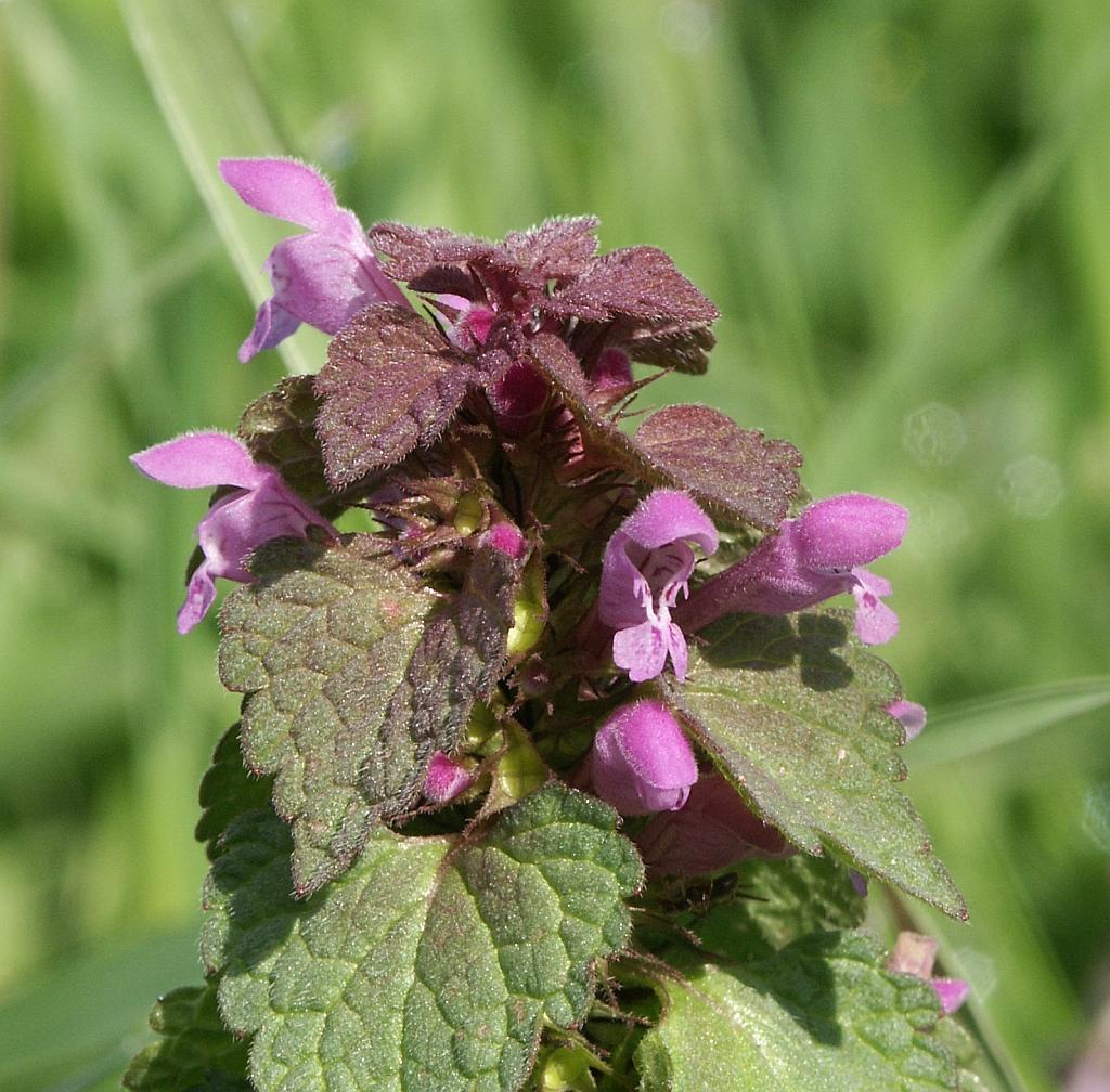 Lamiaceae — Wikipédia