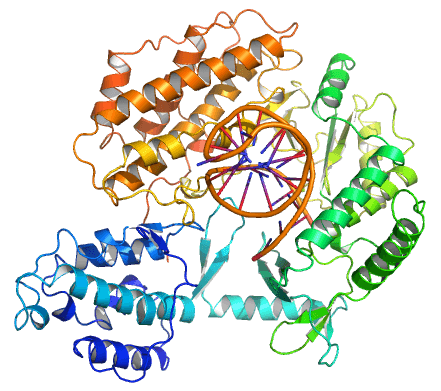 Telomerase - Wikipedia