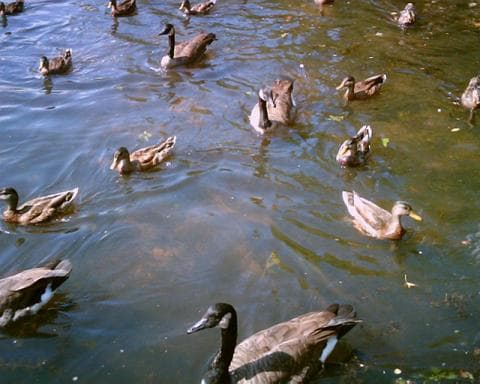 Water bird - Wikipedia