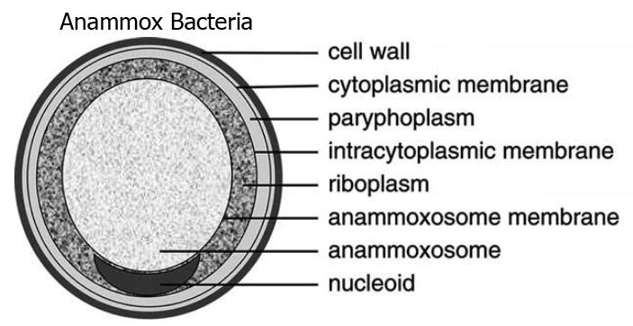 Planctomycetota - Wikipedia