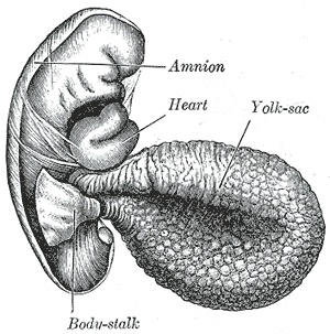 Yolk sac - Wikipedia