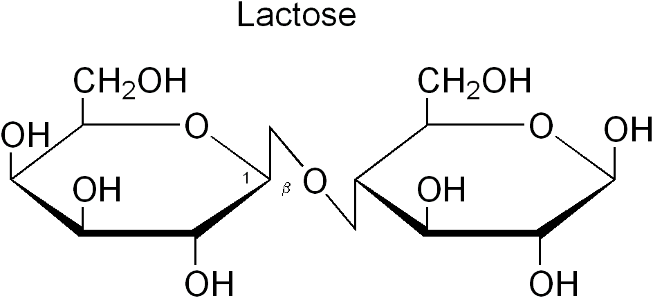 Lactose — Wikipédia