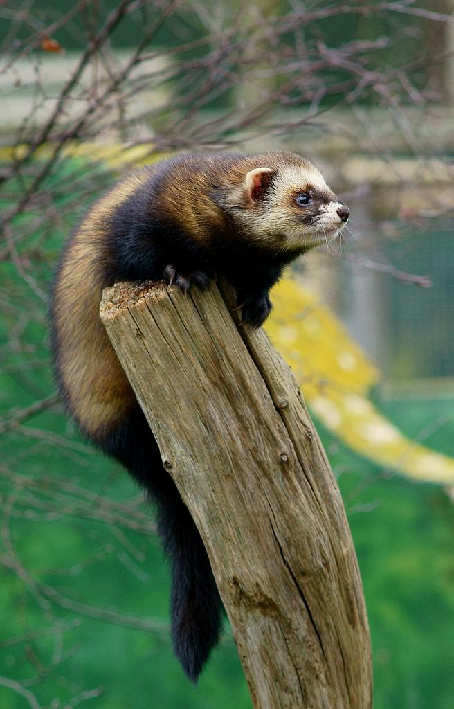 European polecat - Wikipedia