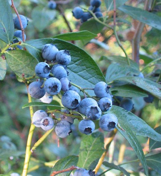 Vaccinium corymbosum — Wikipédia