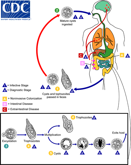 Amoebiasis - Wikipedia