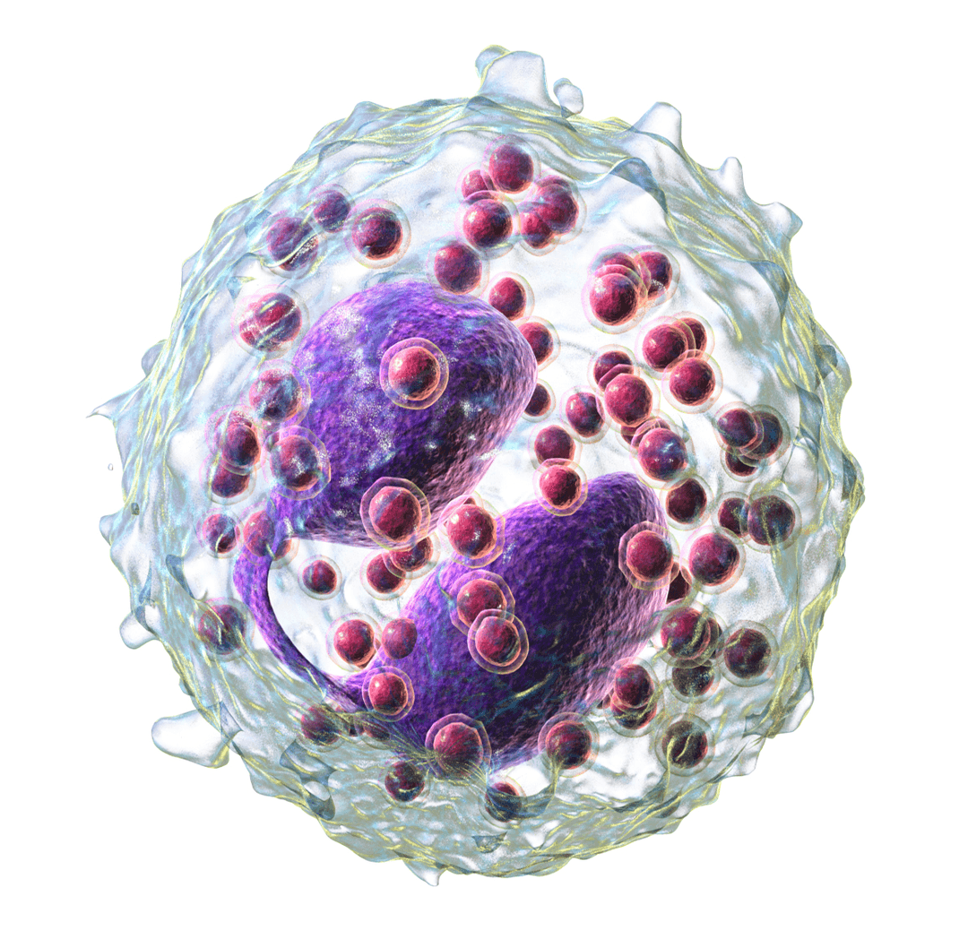 Eosinophil - Wikipedia