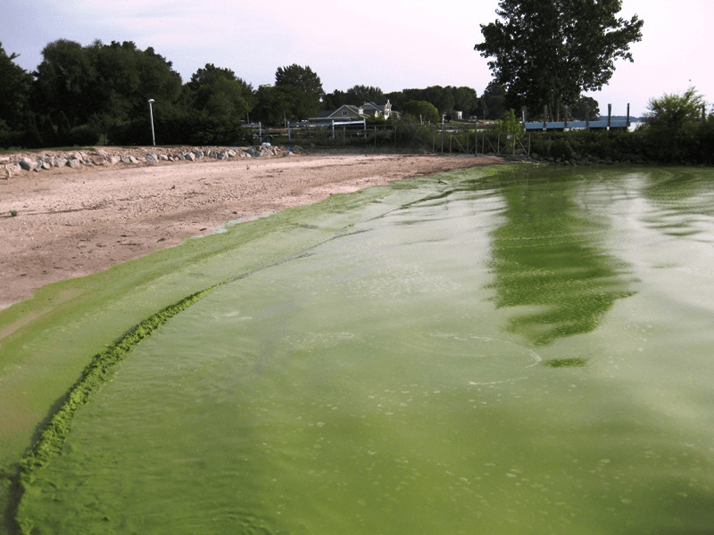 Harmful algal bloom - Wikipedia