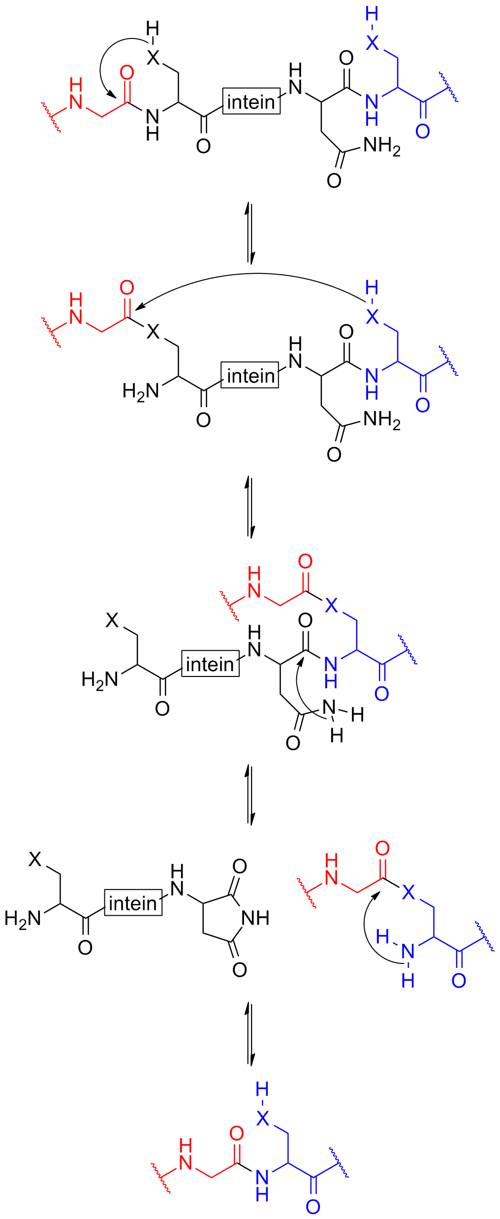 Protein splicing - Wikipedia