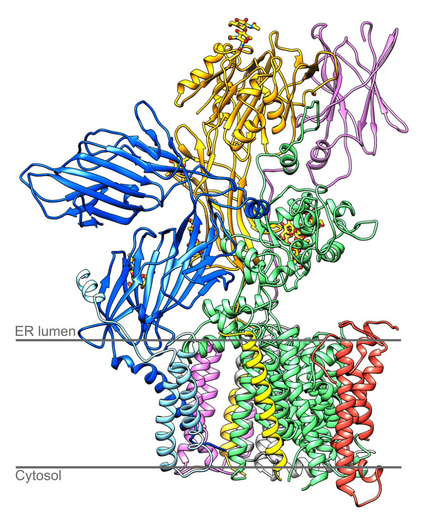 Oligosaccharyltransferase - Wikipedia