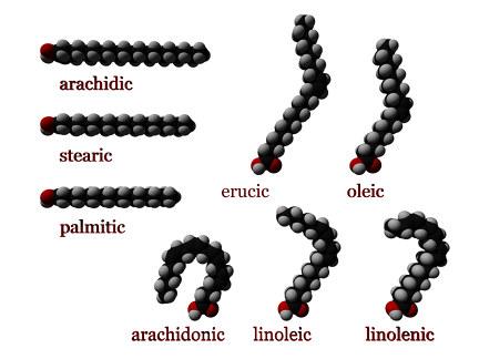 Fatty acid - Wikipedia