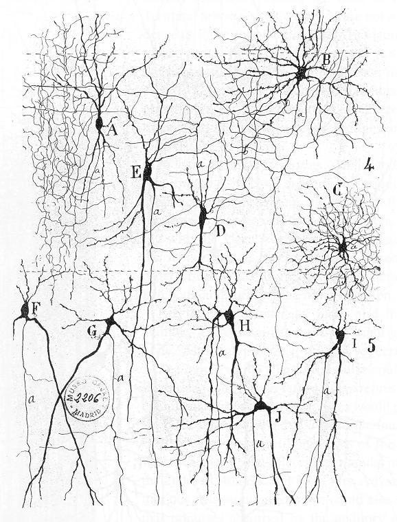 Wetware computer - Wikipedia