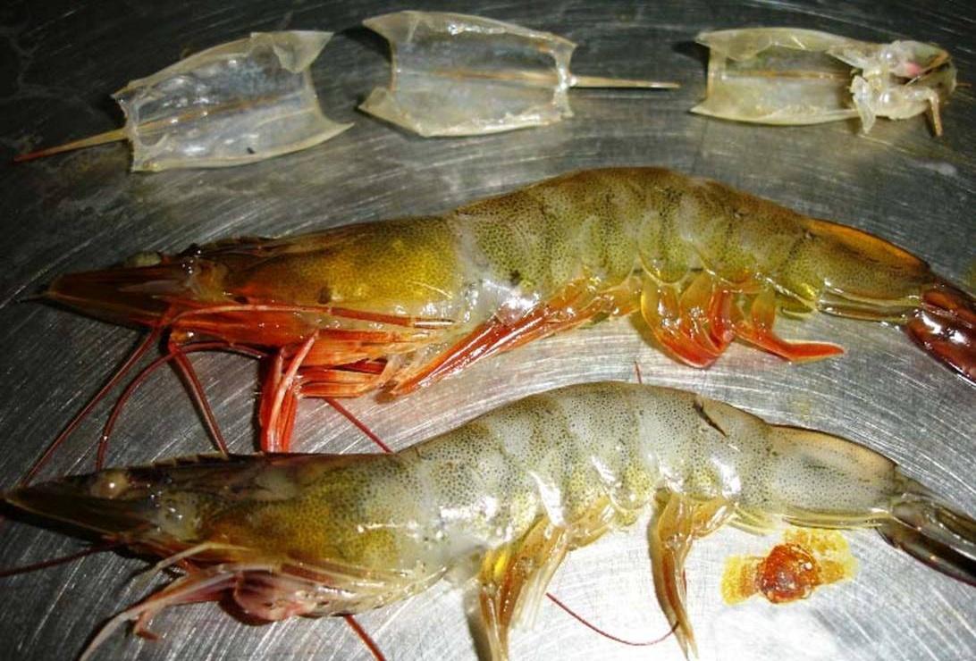 Whiteleg shrimp - Wikipedia