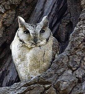 Otus — Wikipédia