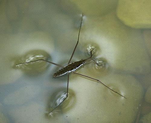 Surface superhydrophobe — Wikipédia