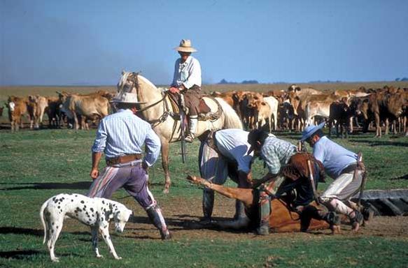 Gaucho — Wikipédia