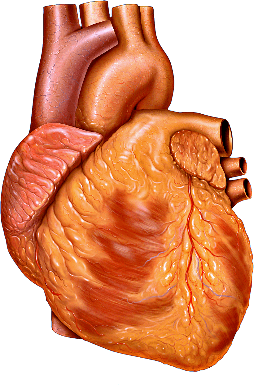 Heart - Wikipedia