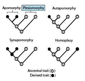 Plesiomorphy and symplesiomorphy - Wikipedia