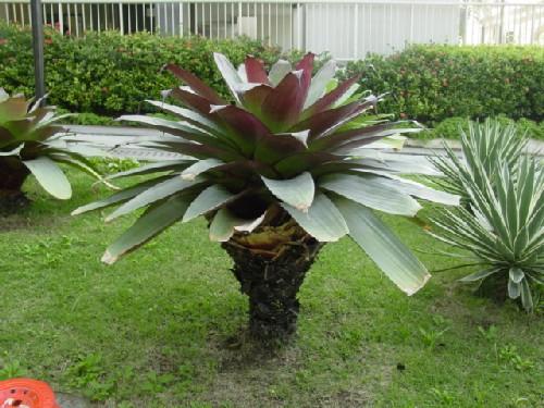 Bromeliaceae — Wikipédia