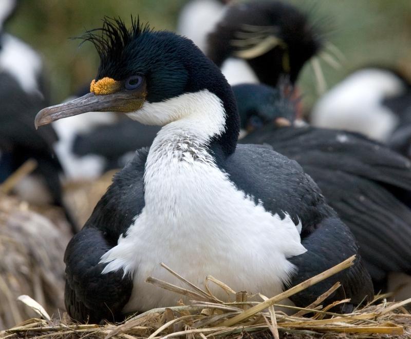 Cormoran — Wikipédia