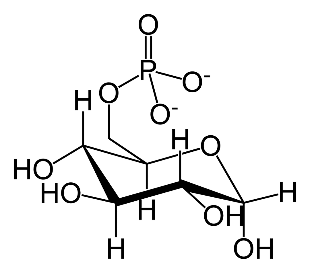 Glucose 6-phosphate - Wikipedia