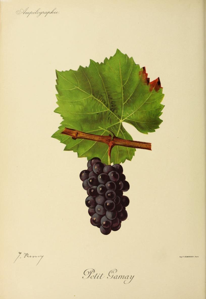 Gamay — Wikipédia