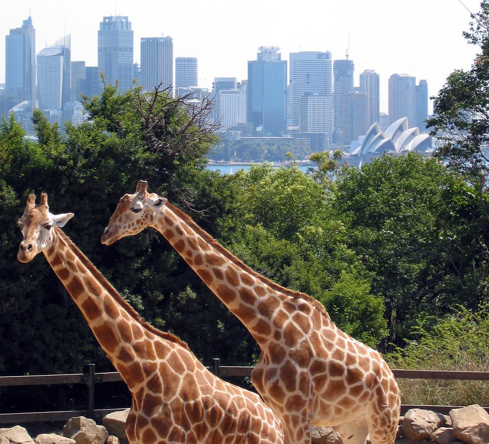 Parc zoologique — Wikipédia