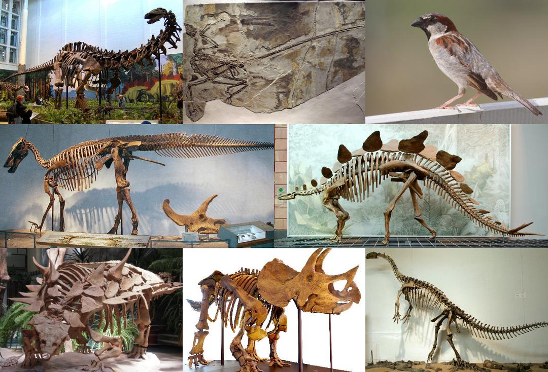 Dinosauria — Wikipédia