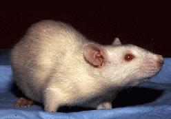 Laboratory rat - Wikipedia